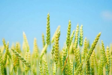 Có một loại lúa chín rồi cũng chẳng hề "cúi đầu", đó là lúa gì, Việt Nam có trồng được không?