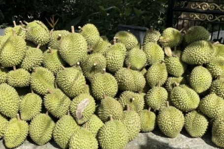Giá sầu riêng Ri6 rơi tự do, nông dân đứng ngồi không yên