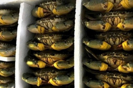 Cua biển Cà Mau tăng hơn 100.000 đồng/kg dịp lễ 30-4 và 1-5