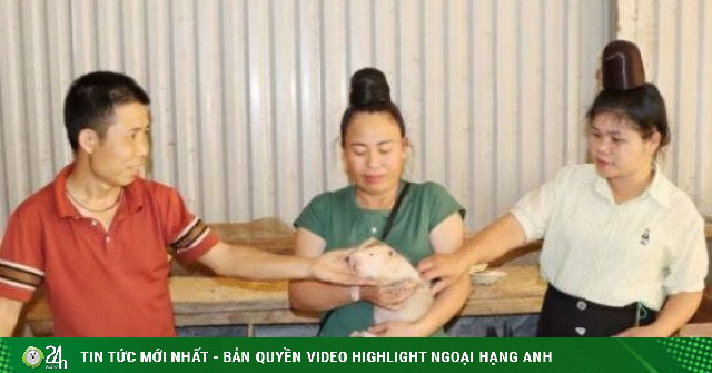 Xã Mường Chanh, tỉnh Sơn La, hễ nhà nuôi loài thú này bán làm con đặc sản là giàu lên trông thấy
