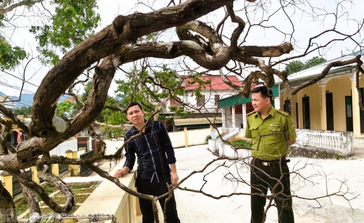 Một cây muội hồng lớn được Hạt Kiểm lâm Như Thanh thu giữ từ cuối năm 2025, đến nay đã chết khô
