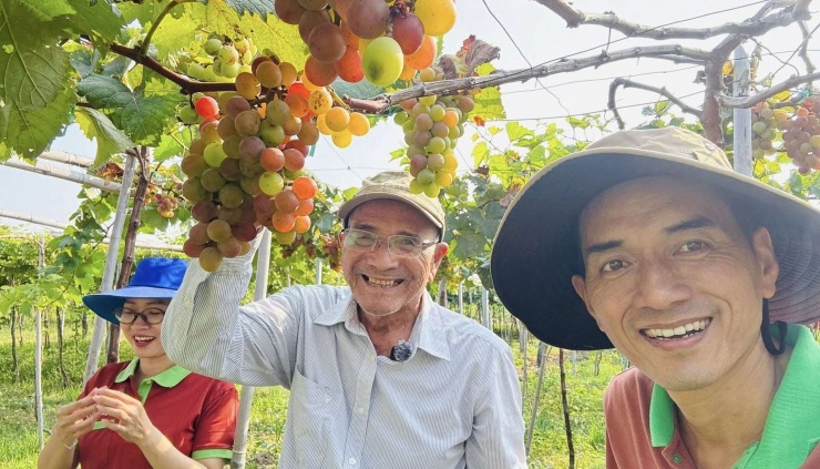 Lão nông Ba Mọi hướng dẫn du khách tham quan vườn nho Ba Mọi, xã Ninh Phước, tỉnh Khánh Hòa. Ảnh: Thái Sơn Ngọc
