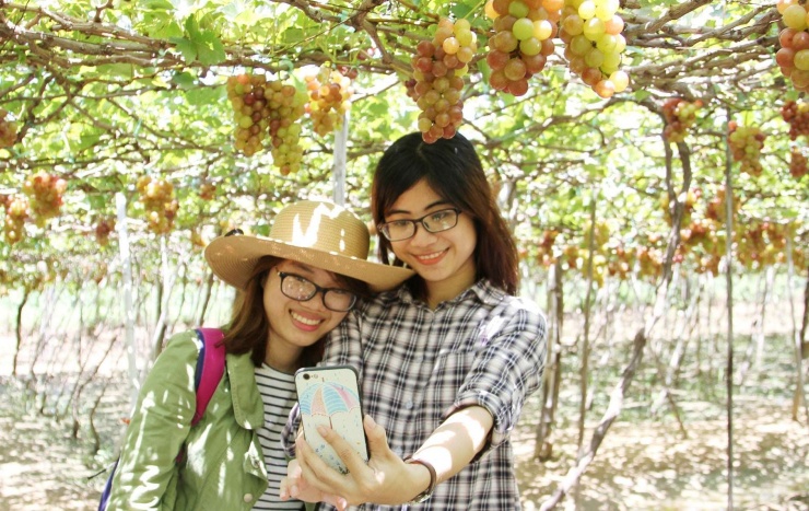 Du khách tham quan vườn nho Ba Mọi, xã Ninh Phước, tỉnh Khánh Hòa. Ảnh: Thái Sơn Ngọc