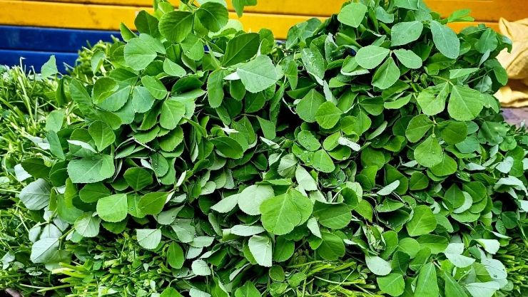 Cỏ cà ri là thực phẩm bổ sung hàng đầu thế giới nhờ những lợi ích vượt trội cho cả nam và nữ. (Ảnh minh họa)