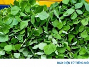 Thảo dược quý có mùi thơm khó quên, sử dụng thường xuyên ngày càng trẻ khỏe