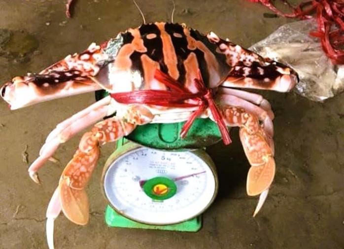 Một con ghẹ đỏ có trọng lượng gần 1 kg