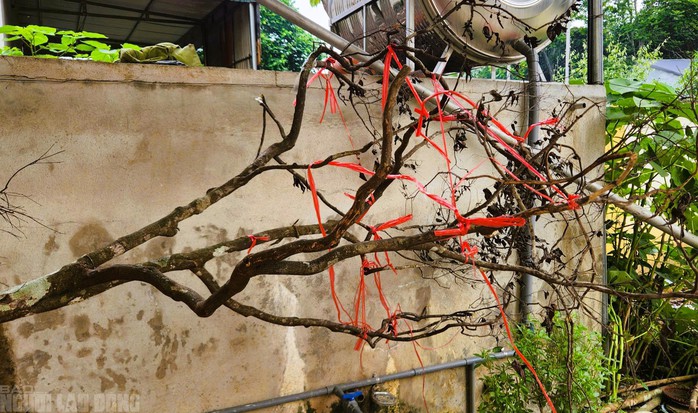 Nhiều nhiều cây muội hồng tang vật chết khô&nbsp;