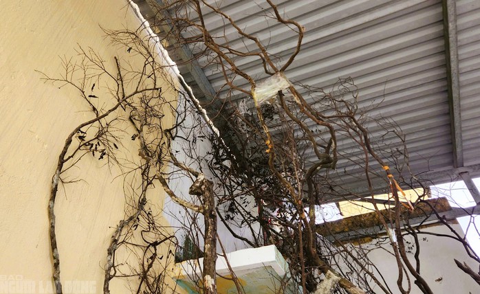 Cây cảnh muội hồng chết khô sau khi kiểm lâm thu giữ - 5