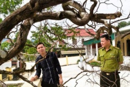 Cây cảnh muội hồng chết khô sau khi kiểm lâm thu giữ