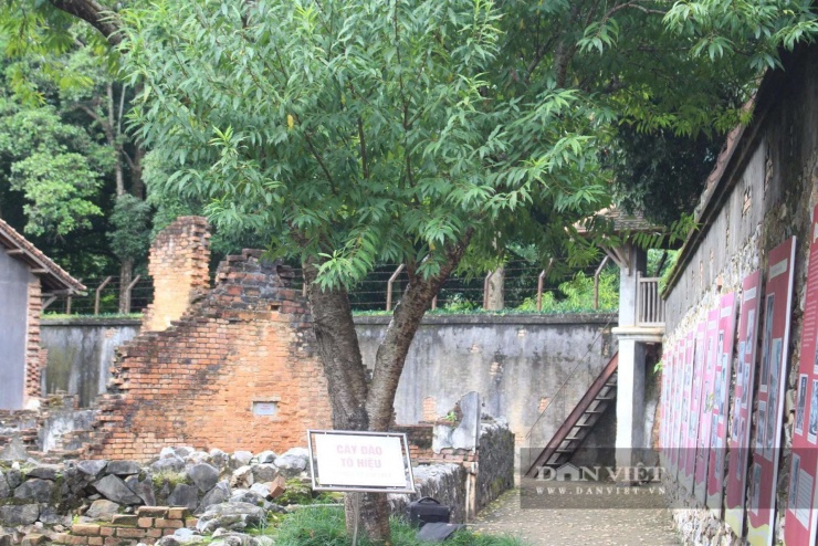 Cây đào mang tên người chiến sĩ cộng sản kiên trung Tô Hiệu bên vách đá nhà tù vẫn kiêu hãnh vươn lên, nở hoa rực rỡ mỗi độ xuân về. Ảnh: Thiên Long