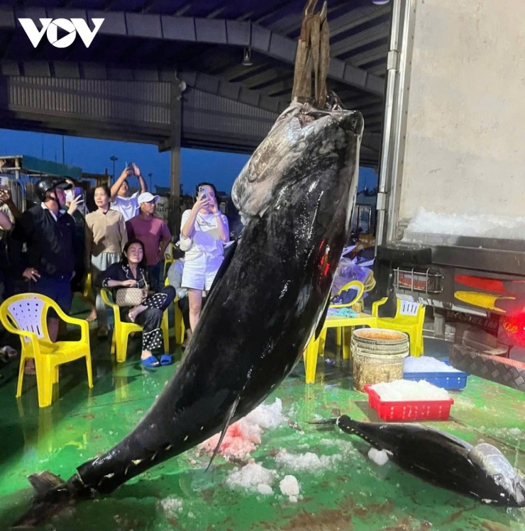 Cảng cá Tam Quan ghi nhận con cá ngừ đại dương có cân nặng cao nhất lên tới 307kg