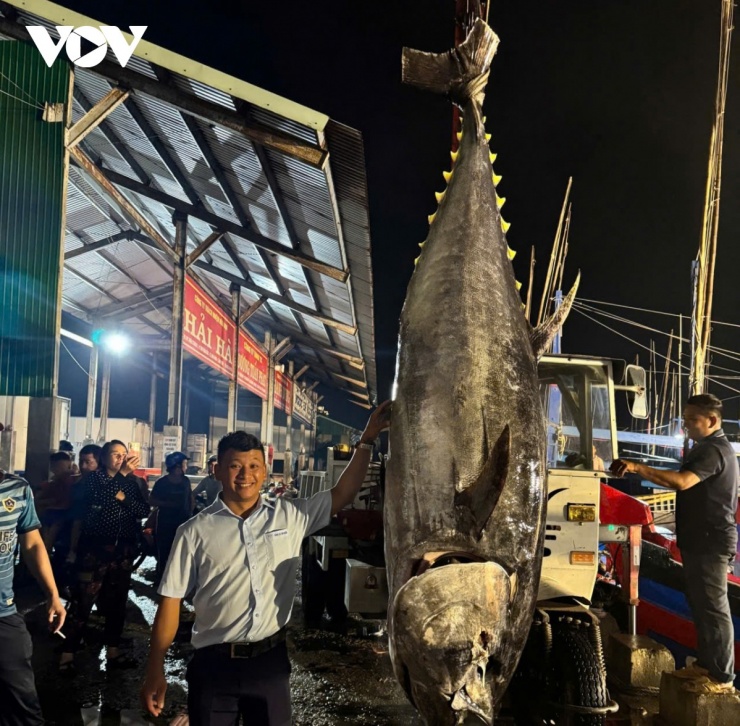 Cá ngừ đại dương nặng 240kg được cẩu từ tàu lên cảng cá