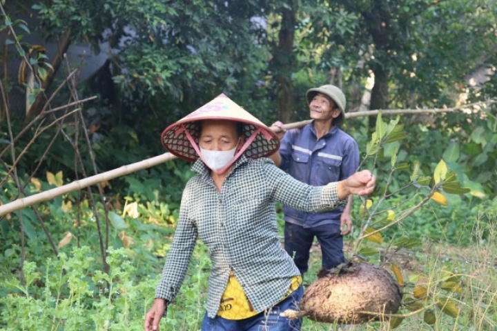 Săn trứng kiến trong rừng, kiếm tiền triệu mỗi ngày