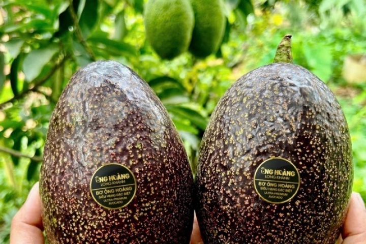 Bơ 160.000 đồng/kg vẫn ‘cháy hàng’, khách muốn mua phải đặt trước cả tháng