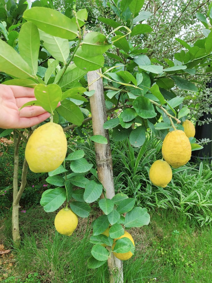Không gian xanh mướt trong biệt thự nghỉ dưỡng của Mạnh Trường - 10