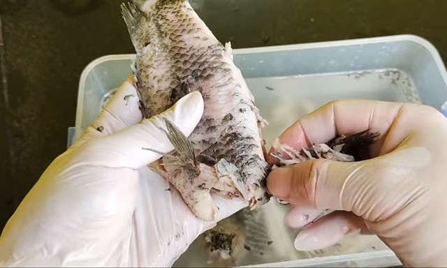 Chọn cá rô đồng sẽ thơm ngon và chắc thịt.