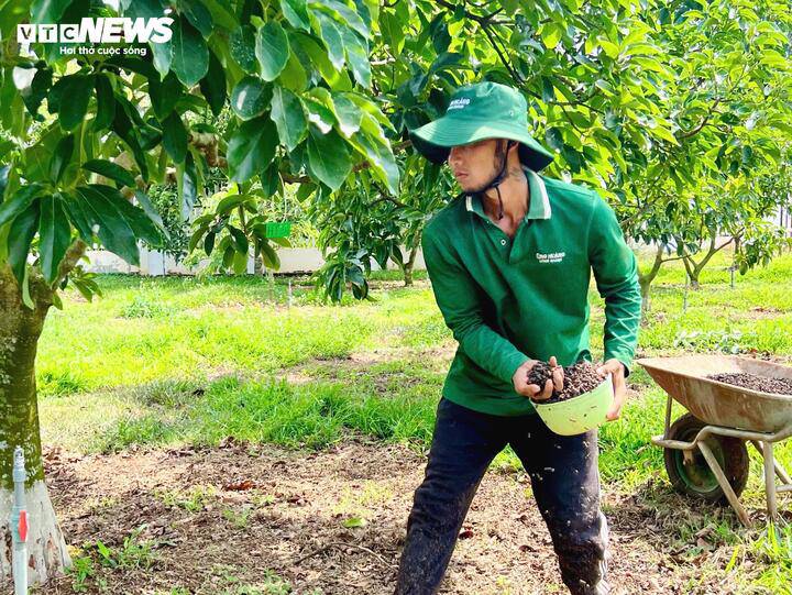 Hơn 2.000 cây bơ trong vườn được đánh mã số, chăm sóc theo quy trình canh tác hữu cơ nghiêm ngặt.