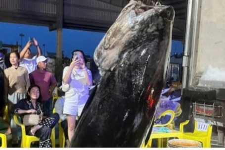 Ngư dân Gia Lai trúng đậm cá ngừ, có con nặng hơn 300kg
