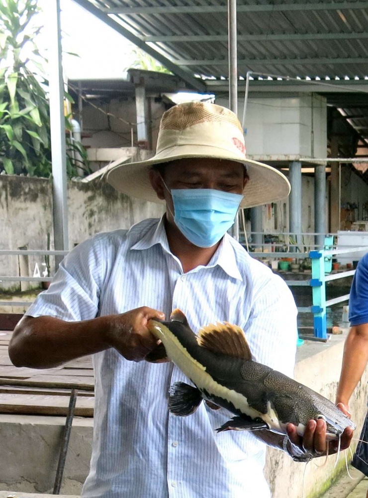 Các loài cá quý hiếm, trong đó có loài cá ví như "vua của các loài cá" trên dòng sông Mekong đang được ương, nuôi trong trại ông Tư Mật, xã Long Định, tỉnh Đồng Tháp. Ảnh: T.Đ