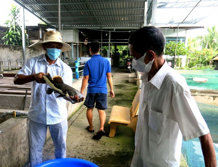 Ông Tư Mật (phải) trong khu ương cá. Ảnh: T.Đ