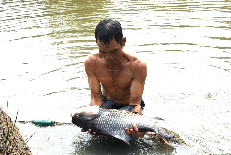 Cá hô "khủng" trong trại nhà ông Mật. Ảnh: T.Đ