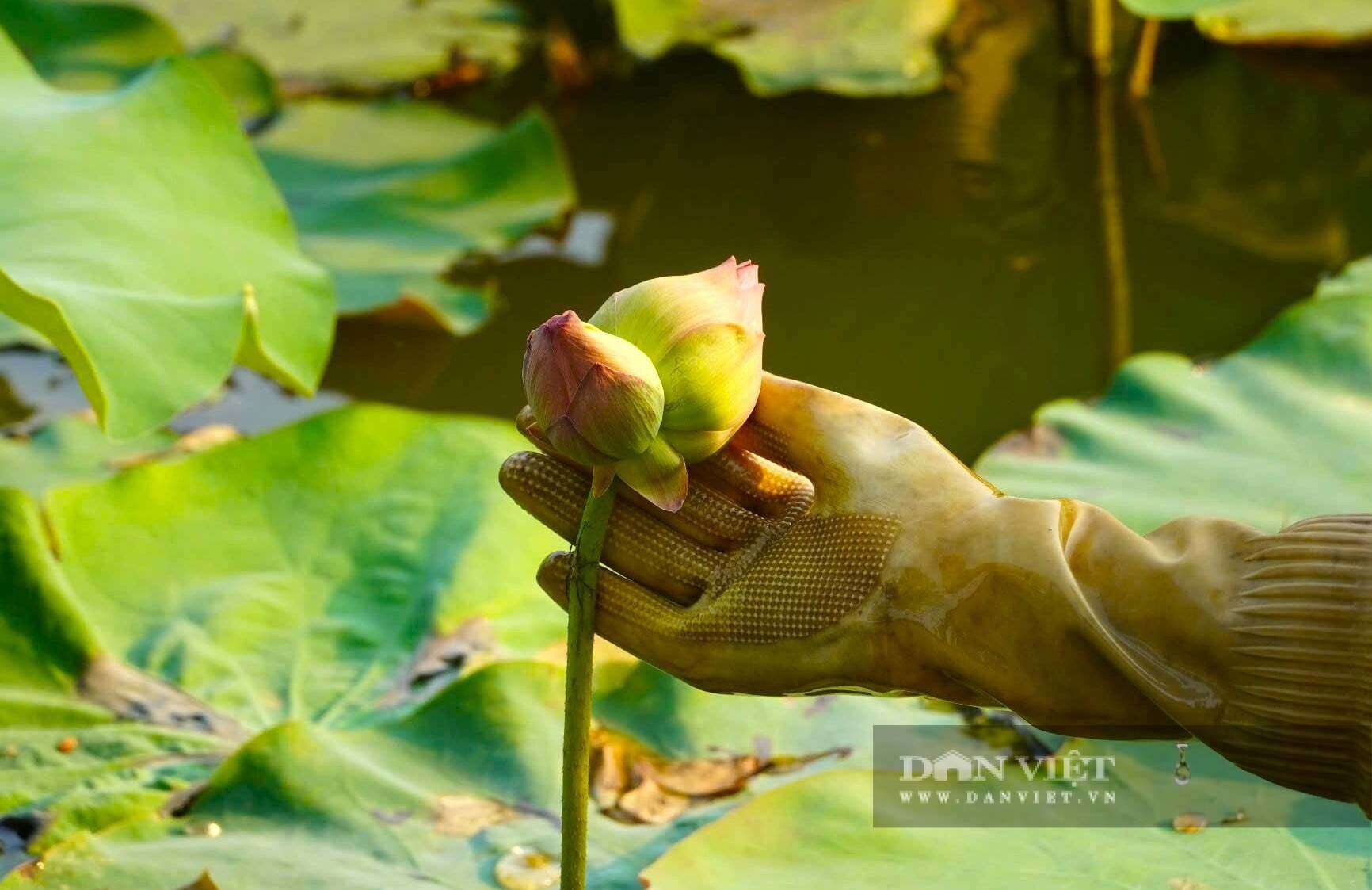 Bông hoa sen Tịnh Đế hiếm gặp được ghi nhận trên đầm sen của gia đình anh Ngà ở xã Kim Liên, tỉnh Nghệ An. Ảnh: Đ.T