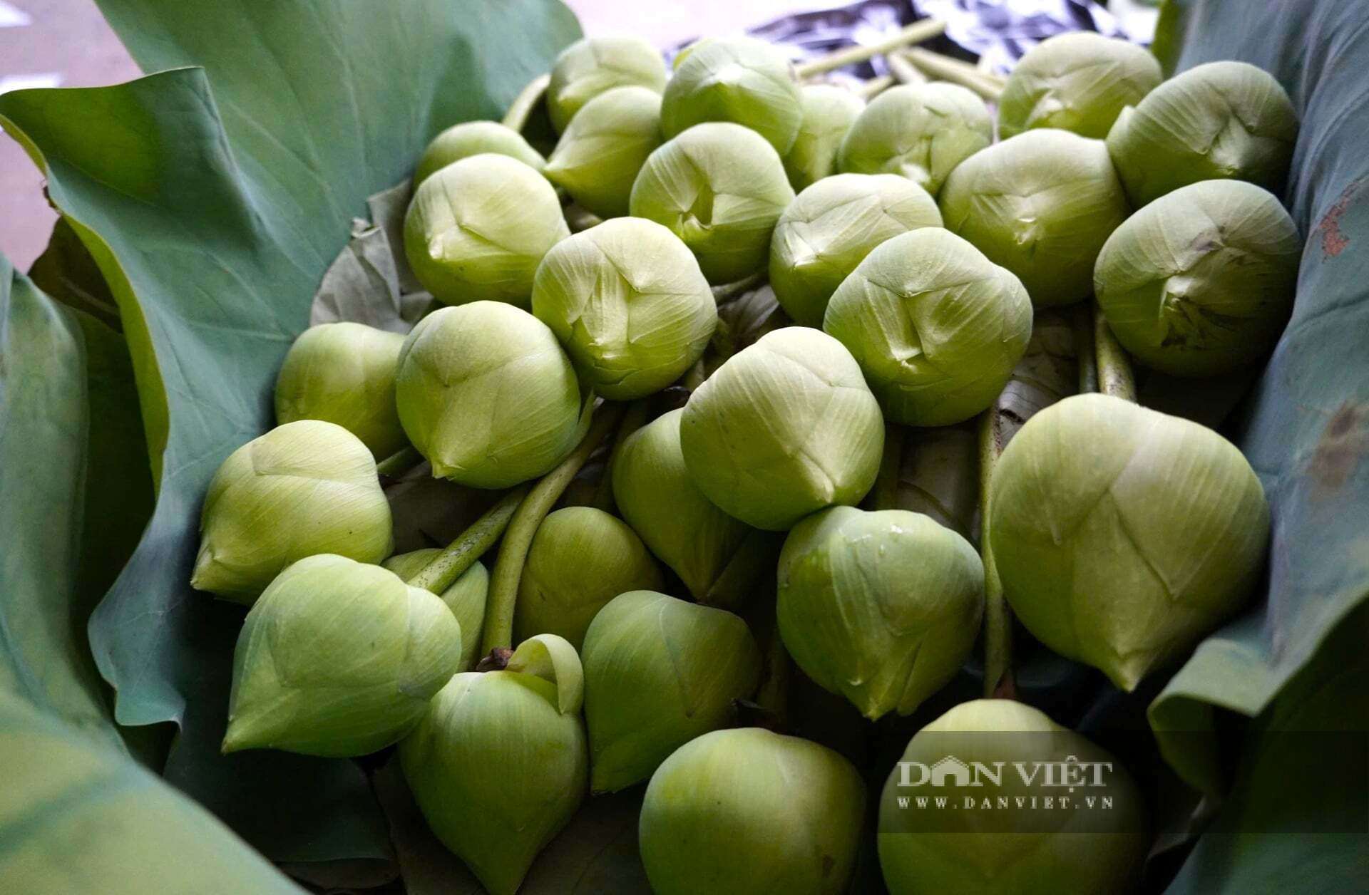 Hoa sen đạt chuẩn là những bông đủ độ lớn, cánh còn khép, chưa “mở tai” để đảm bảo độ tươi khi đến tay khách. Ảnh: Đ.T