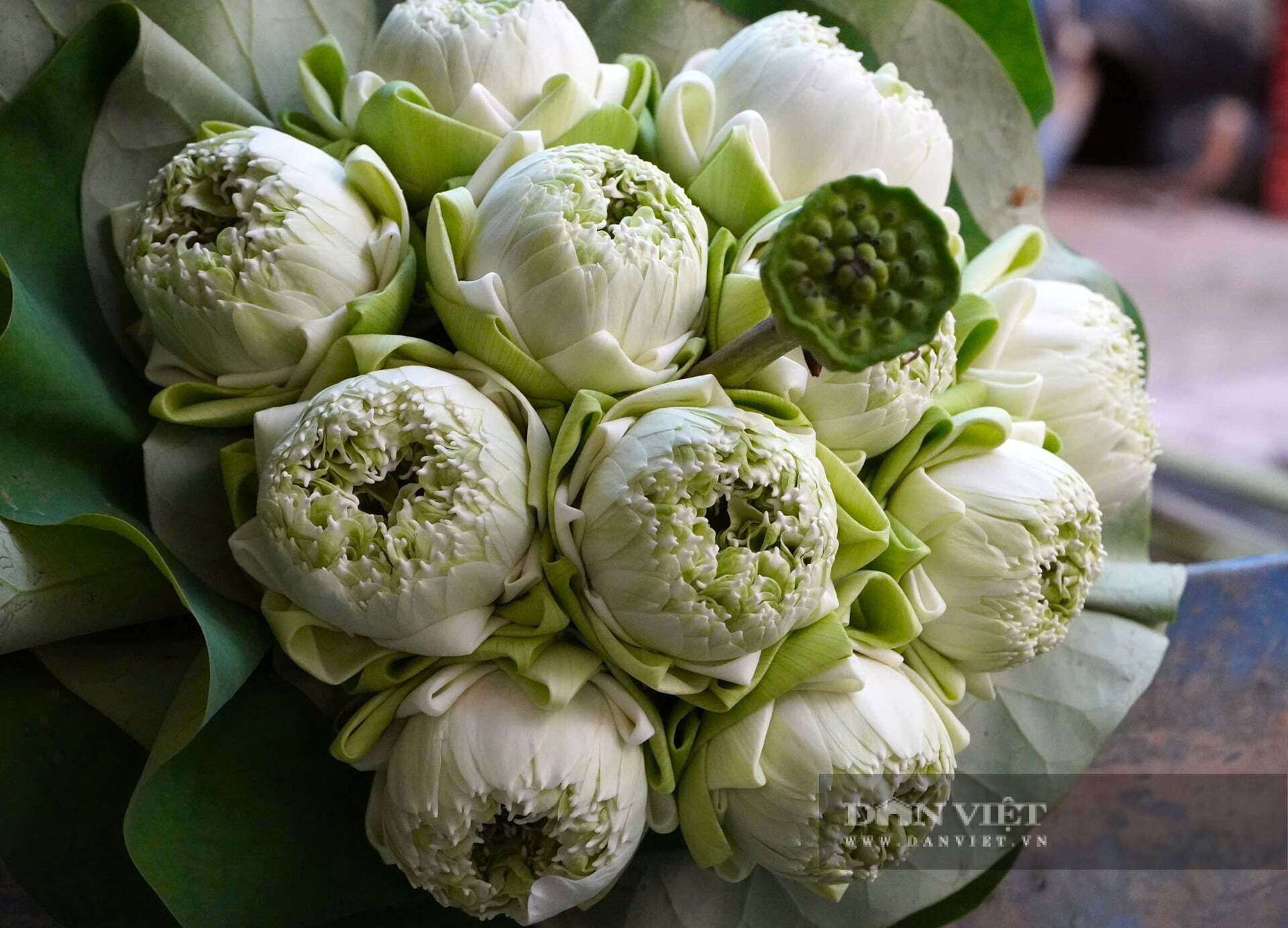 Hoa sen đạt chuẩn là những bông đủ độ lớn, cánh còn khép, chưa “mở tai” để đảm bảo độ tươi khi đến tay khách. Ảnh: Đ.T
