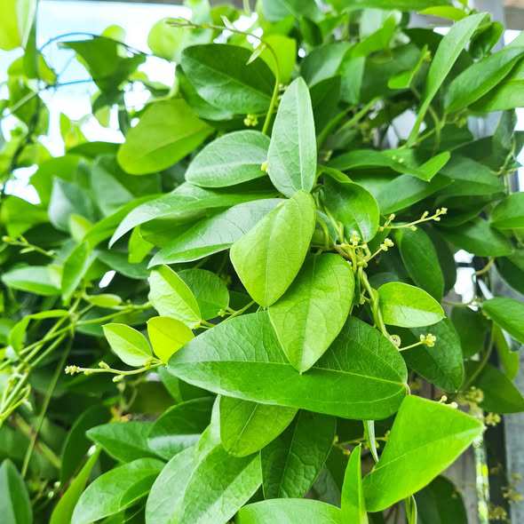 Sương sâm là loại cây dễ trồng, lá được dùng chế biến thạch rất ngon. Ảnh HM