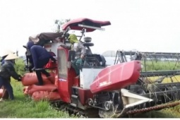 Lúa được mùa, giá xuống thấp, nông dân Hà Tĩnh chật vật tìm đầu ra