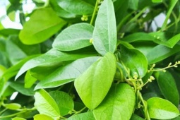 Loại lá trồng làm cảnh, nấu thành món giải nhiệt, mát gan ngày hè