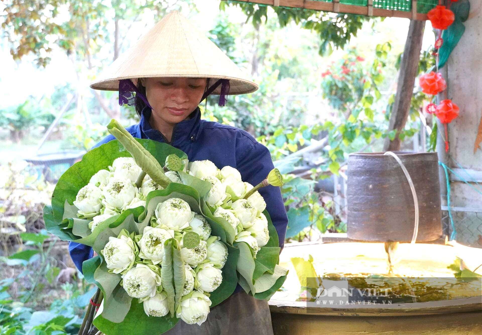Gia đình chị Thế có nhiều đời gắn bó với cây hoa sen ở xã Kim Liên, tỉnh Nghệ An. Năm nay, đầm sen của gia đình chị Thế nở sớm hơn 1 tháng. Ảnh: Đ.T