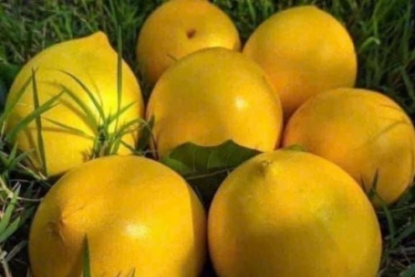 Từ loại quả nhựa nhiều, vị chát, nhanh hỏng, anh nông dân Bà Rịa-Vũng Tàu, nay là TPHCM làm loại trà đạt 3 sao OCOP