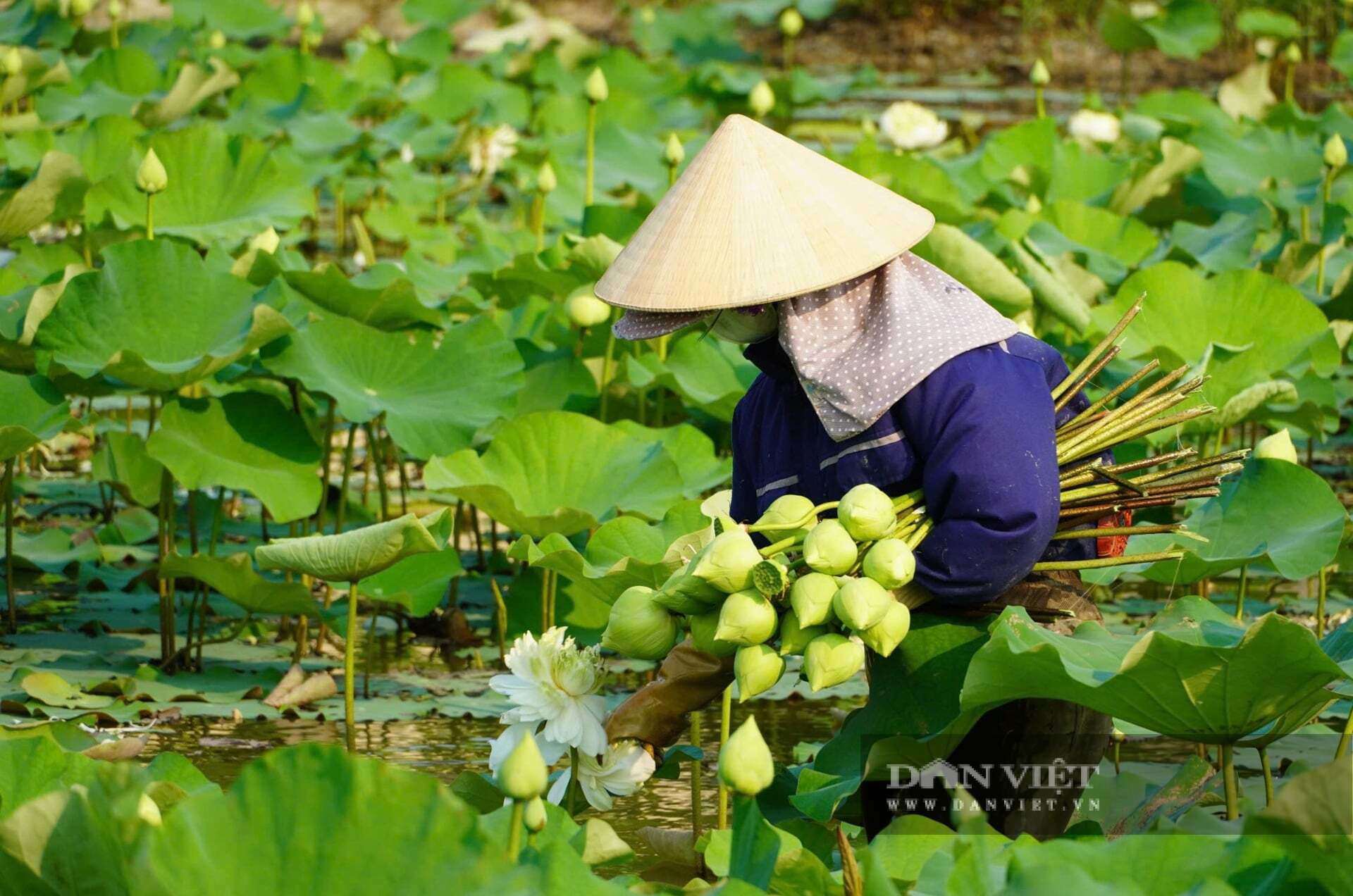 Mỗi ngày, vợ chồng chị Thế hái khoảng 500 bông hoa sen. Hoa sen được khách đặt hàng rất nhiều. Ảnh: Đ.T