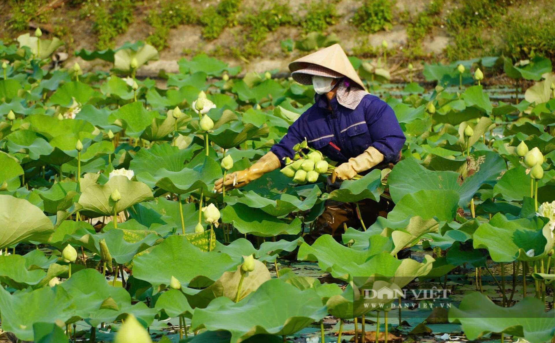 Mỗi ngày, vợ chồng chị Thế hái khoảng 500 bông hoa sen. Hoa sen được khách đặt hàng rất nhiều. Ảnh: Đ.T