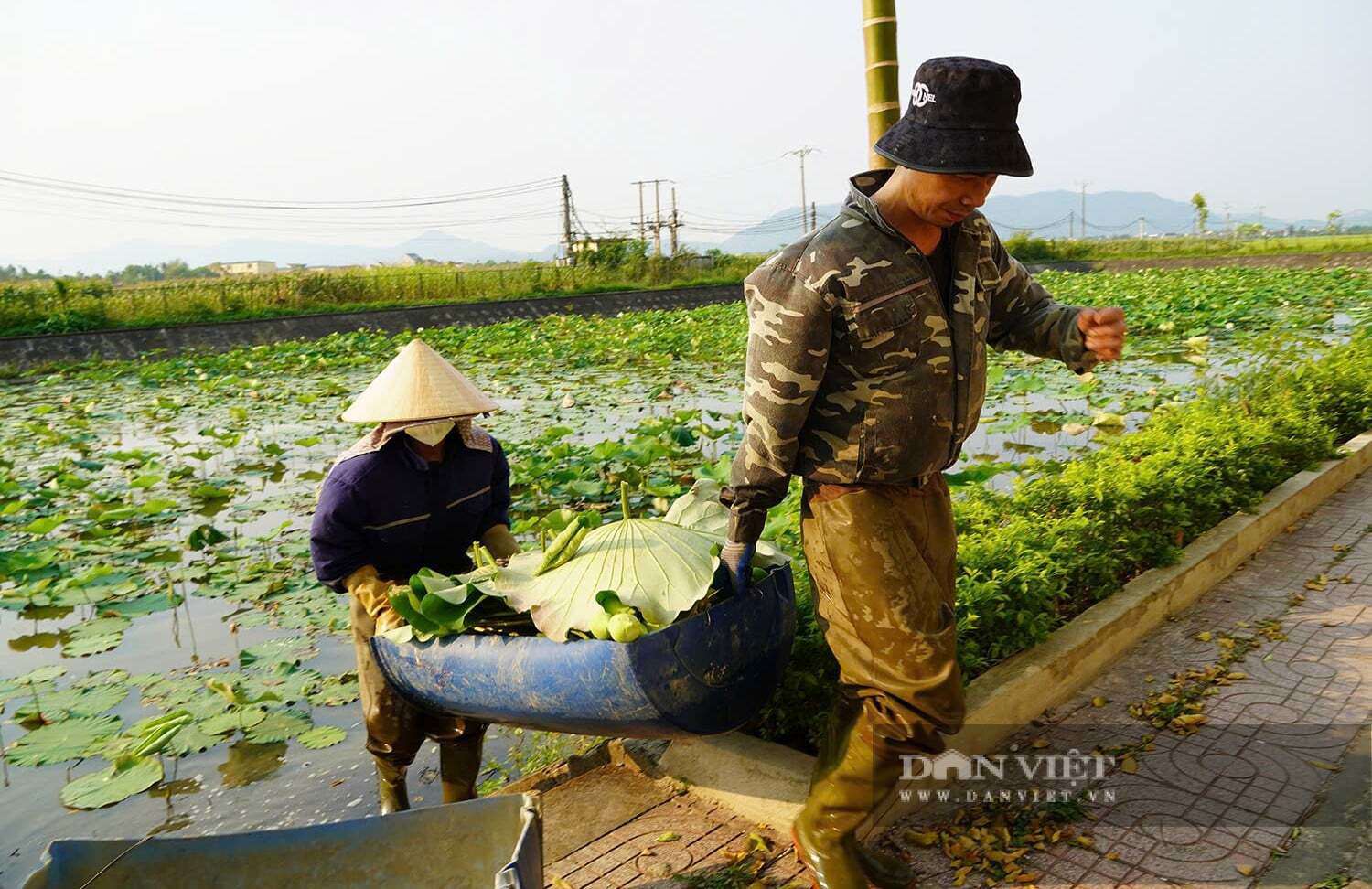Mỗi ngày, vợ chồng chị Thế hái khoảng 500 bông hoa sen. Hoa sen được khách đặt hàng rất nhiều. Ảnh: Đ.T