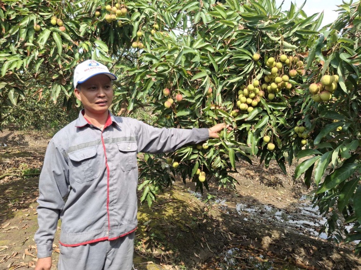 Do áp dụng kỹ thuật đúng cách nên vườn vải sớm của gia đình anh&nbsp;Phạm Văn Tân, thôn Tú Y, xã Hà Đông, TP Hải Phòng luôn nhiều quả và sáng mã. Ảnh:Thu Thuỷ