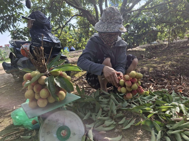 Những chùm vải đầu tiên trong vườn nhà anh&nbsp;Phạm Văn Tân, thôn Tú Y, xã Hà Đông, TP Hải Phòng đang được thu hoạch. Ảnh: Thu Thuỷ