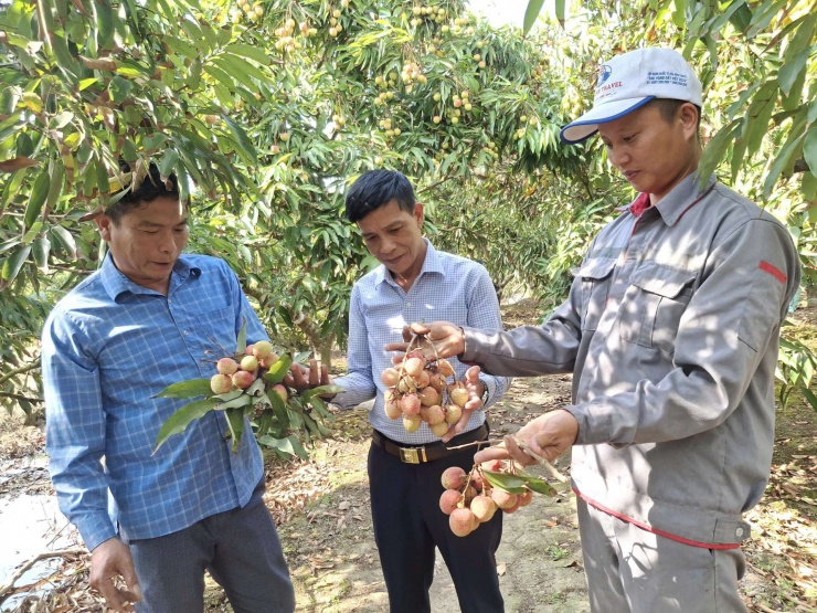 Lãnh đạo Hội Nông dân xã Hà Đông đến thăm vườn vải của gia đình anh&nbsp;Phạm Văn Tân. Ảnh: Thu Thuỷ
