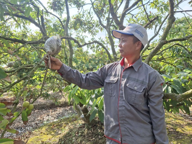 Anh Tân nhân giống vải từ việc chiết cành vải, vừa nhanh có quả vừa duy trì được giống vải quý trong vườn. Ảnh: Thu Thuỷ&nbsp;