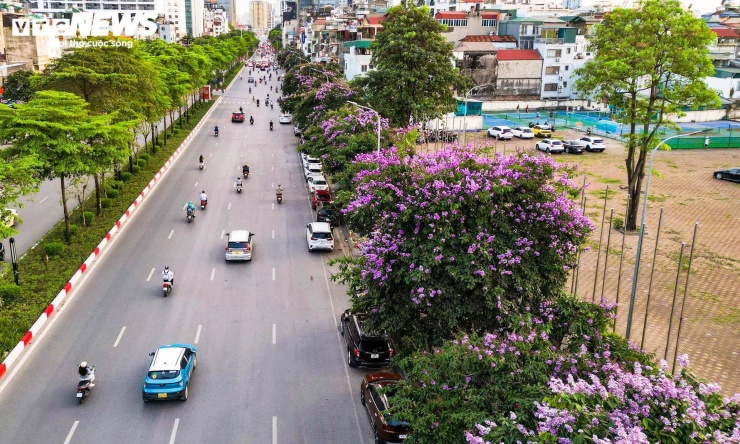 Hàng cây bằng lăng trên các tuyến Kim Mã, Văn Cao, Nguyễn Khánh Toàn, Hoàng Quốc Việt, Trần Thái Tông, Duy Tân, Đào Tấn, Nguyễn Chánh… đang vào thời điểm nở rộ.