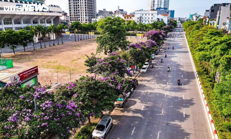 Những ngày đầu tháng 5, trên nhiều tuyến phố Hà Nội, hoa bằng lăng đồng loạt nở rộ, phủ màu tím đặc trưng, báo hiệu mùa hè đang về. Sắc hoa trải dài trên các trục đường lớn, tạo nên diện mạo mới cho phố phường.