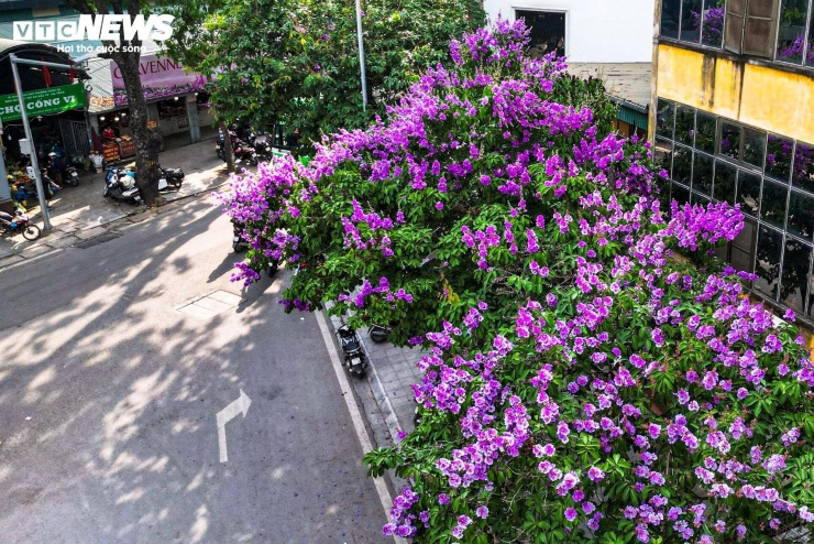 Cánh hoa mỏng, nhẹ, khi nở tạo thành từng lớp xếp chồng, tạo hiệu ứng thị giác rõ nét dưới ánh nắng đầu hè.
