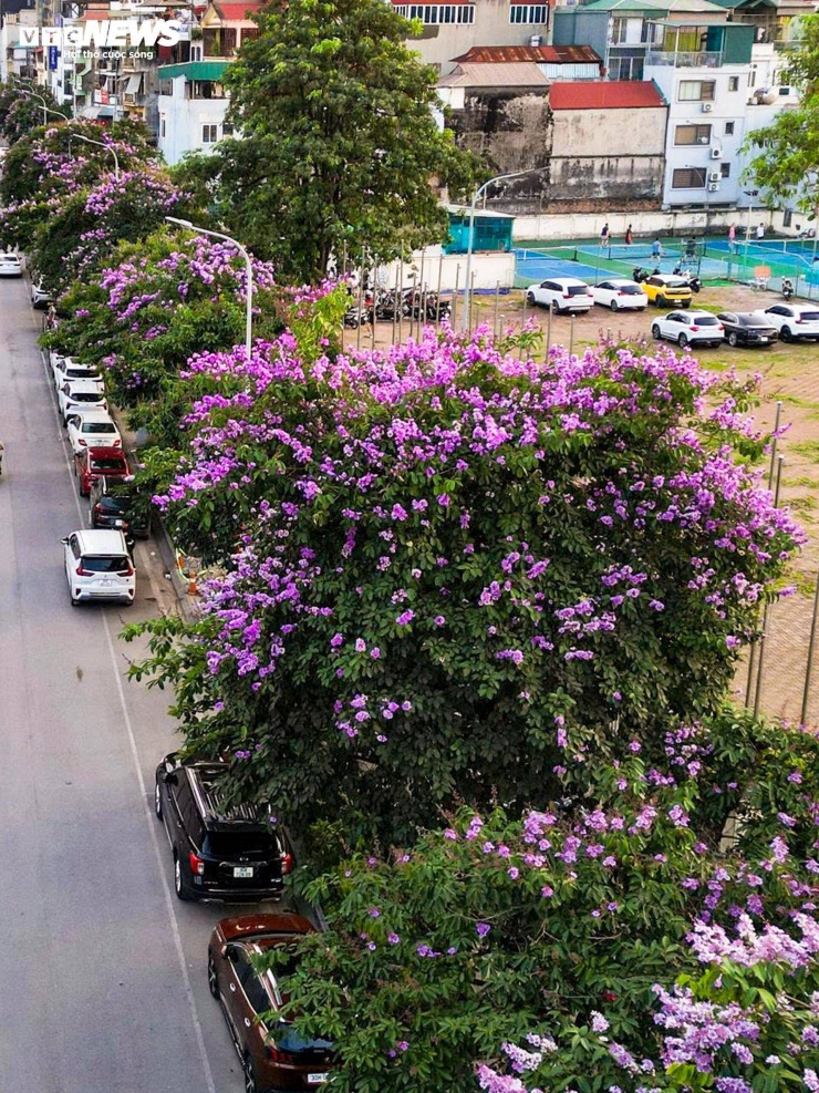 Trong những ngày nắng nóng, sắc xanh của hàng cây, cùng bằng lăng nở rộ, góp phần làm dịu cảm giác oi bức trên nhiều tuyến phố.