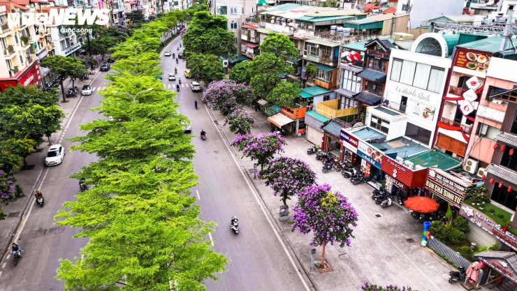 Tuy nhiên, mùa hoa bằng lăng thường không kéo dài. Sau những cơn mưa đầu mùa, màu hoa sẽ dần nhạt đi và rụng xuống.