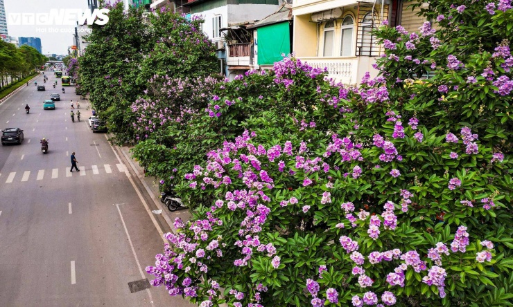 Vì vậy, thời điểm đầu tháng 5 được xem là giai đoạn hoa nở đẹp và rõ nét nhất trong năm.