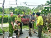 Kiểm lâm Ninh Bình xử lý 8 vụ khai thác, tàng trữ cây muội hồng, phạt 45 triệu đồng