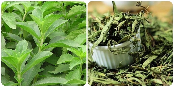 Cỏ ngọt còn được xem là vị thuốc bổ tự nhiên cho những ai muốn lối sống lành mạnh. (Ảnh minh họa).
