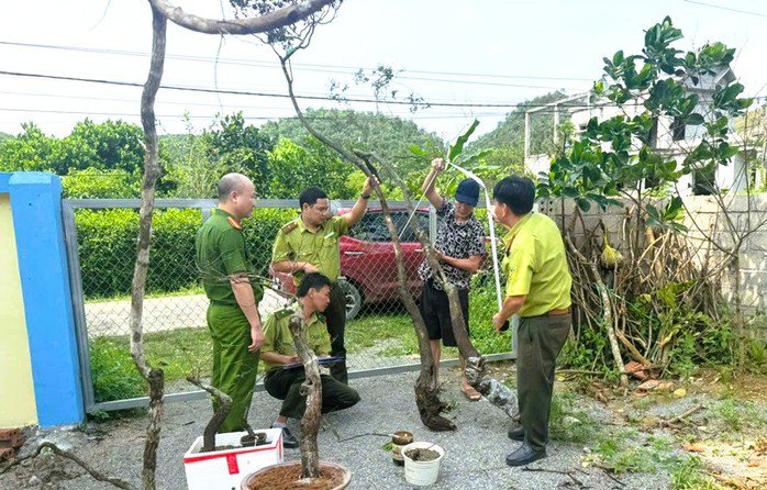 Công an và lực lượng kiểm lâm kiểm tra, thu giữ cây muội hồng trên địa bàn