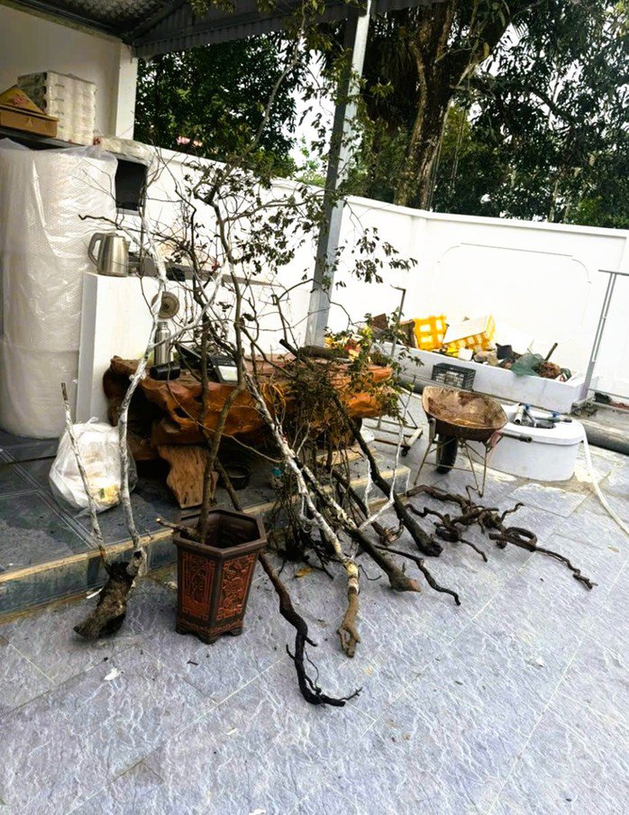 Cây và phôi cây muội hồng được lực lượng chức năng tỉnh Ninh Bình phát hiện tại một hộ dân